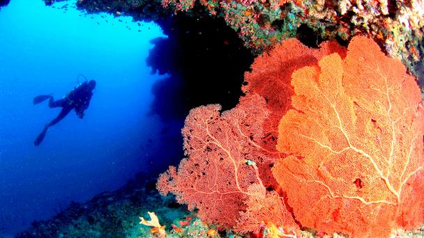 Подводные сады на Мальдивах