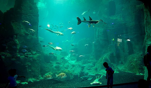 akvarium v stambule