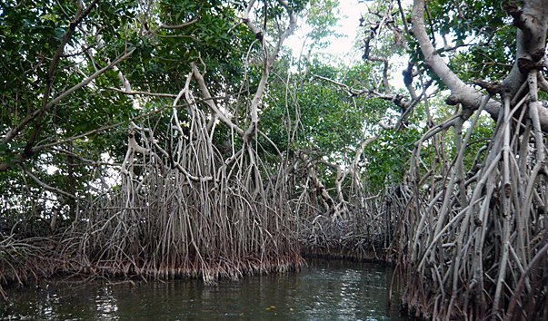biosfernij zapovednik mangrovie lesa kanzo