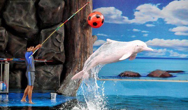 delfinarij pattaya dolphin world and resort