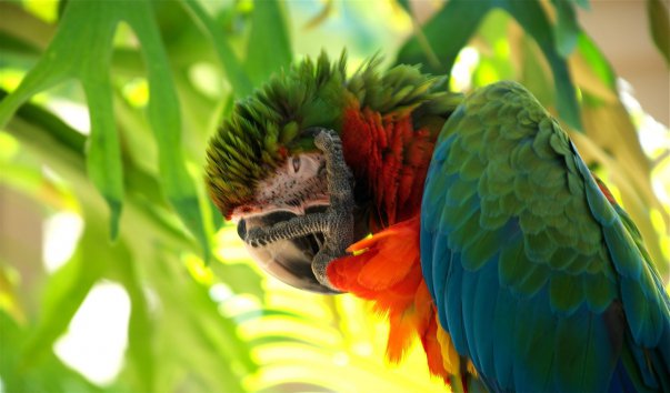 jungle island parrot jungle island