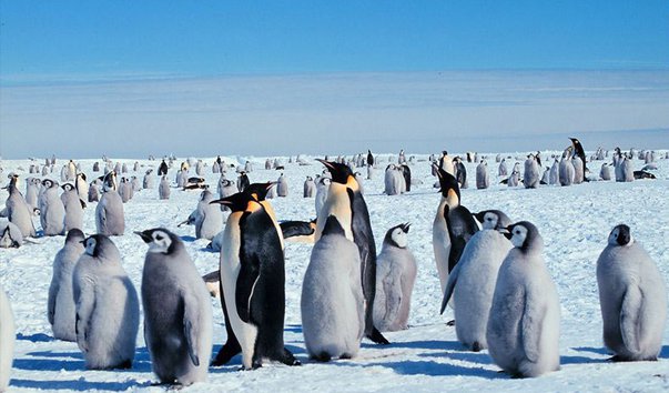 kolonija imperatorskih pingvinov