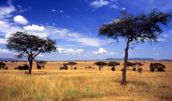 natsionalnij park serengeti
