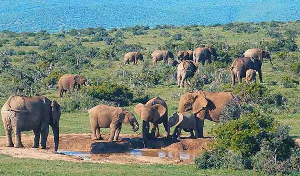 natsionalnij park slonov eddo