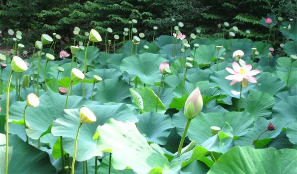 ozero indijskih lotosov