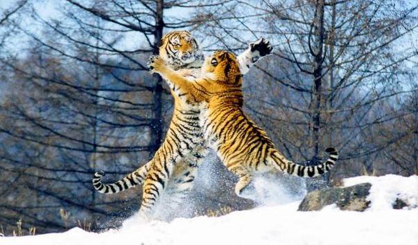 park tigrov