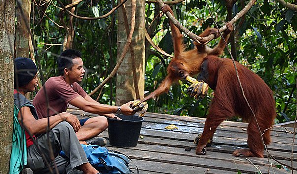 reabilitatsionnij tsentr orangutangov